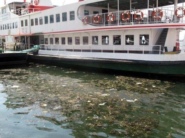 İzmir Körfezi nde Kirlilik 1