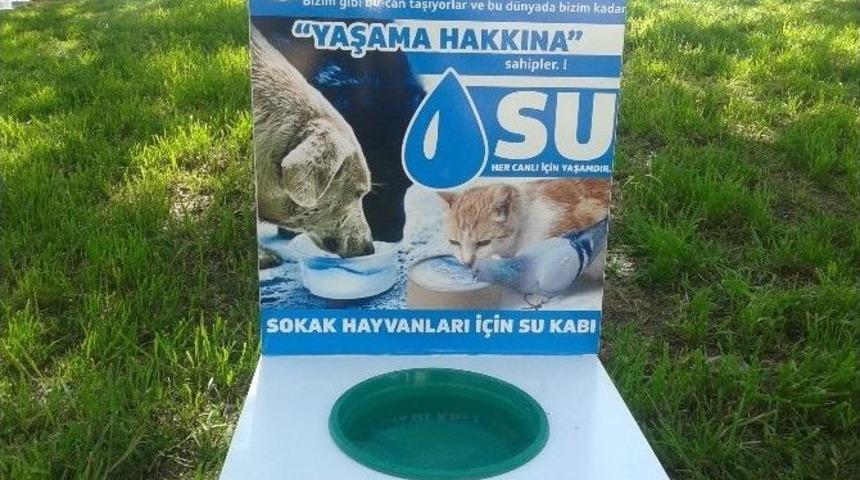 Orhangazi&rsquo;de Sokak Hayvanlarına Suluk