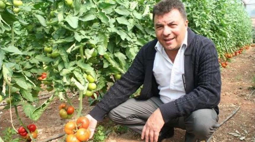 Mersin'de Yazlık Sera Domatesi Hasadı Başladı