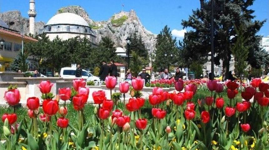 Tokat&rsquo;ı 77 Bin Lale S&uuml;sl&uuml;yor