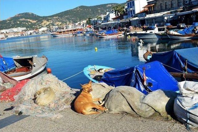 Hayvanların Zehirlediği İddialarına Başkan Demirağ’dan Tepki