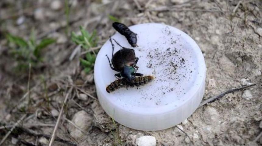 Gelibolu Ormanlarını 'terminat&ouml;r' Kurtaracak