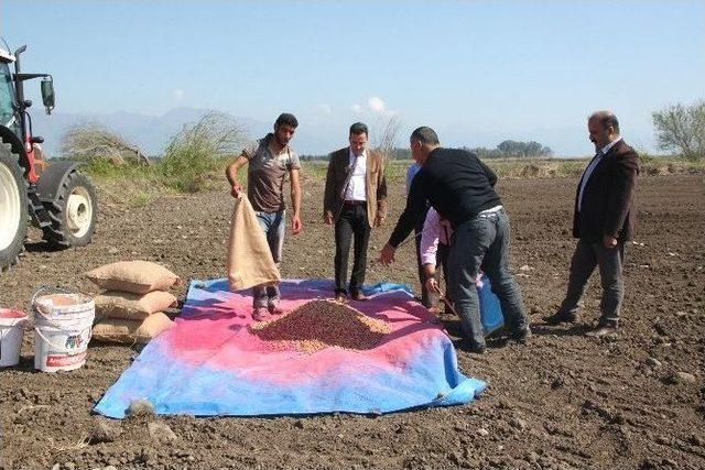 Hatay&rsquo;da Yer Fıstığı Ekimi Başladı 1