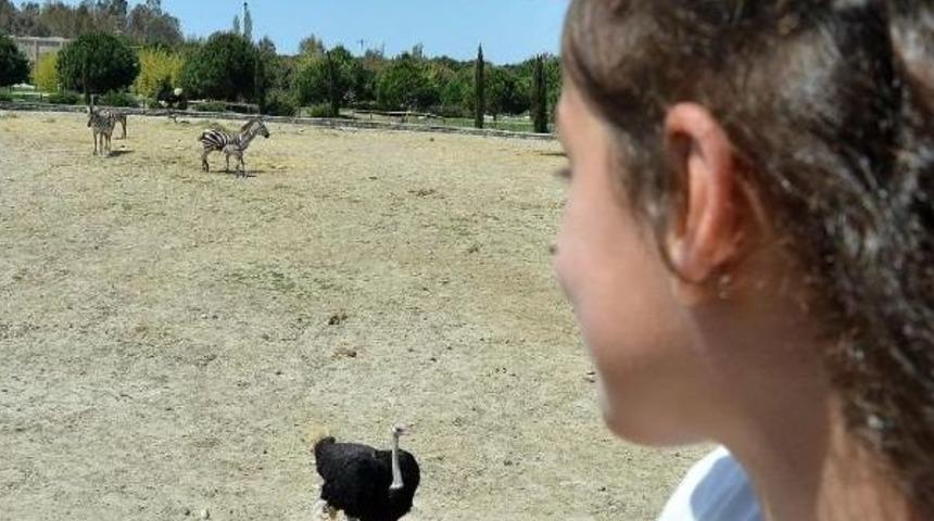 İzmir'e Bir Yavru Zebra Daha