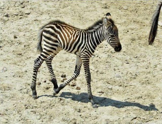 İzmir'e Bir Yavru Zebra Daha