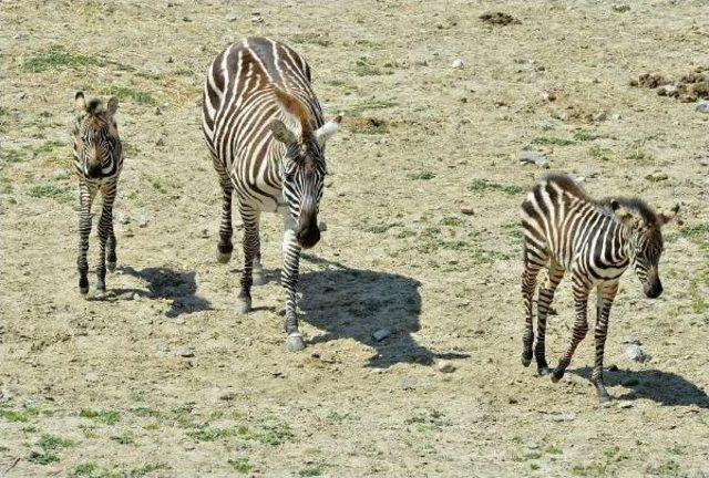 İzmir'e Bir Yavru Zebra Daha