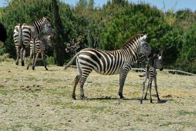 İzmir'e Bir Yavru Zebra Daha