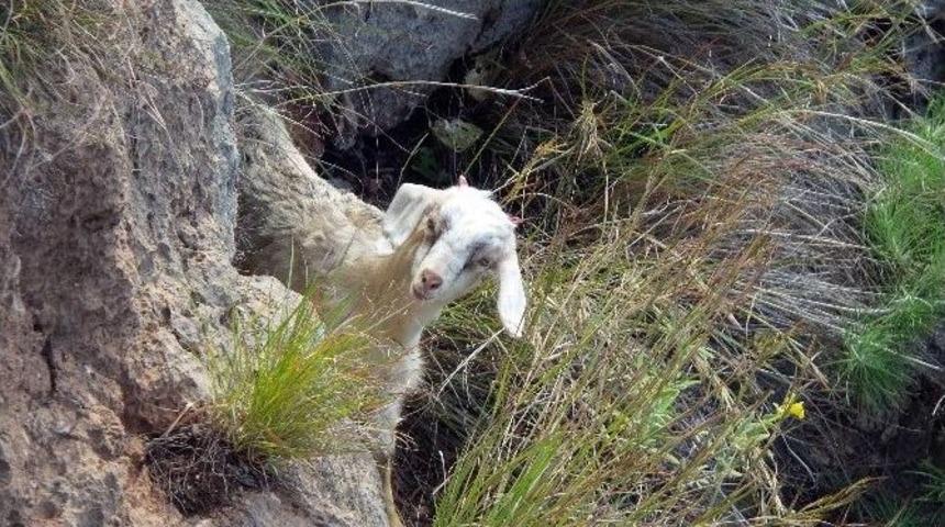 Akut Oğlak Kurtardı