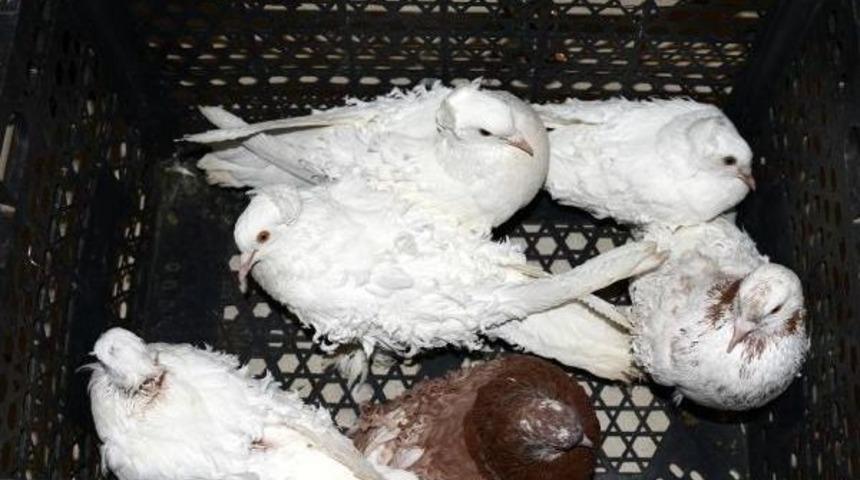 Hayvanat Bah&ccedil;esi'nden &Ccedil;aldıkları G&uuml;vercinleri Satarken Yakalandılar