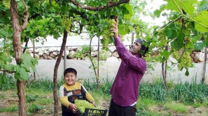 (&ouml;zel Haber) T&uuml;rkiye&rsquo;nin İlk &Uuml;z&uuml;m Hasadı Silifke&rsquo;de Başladı