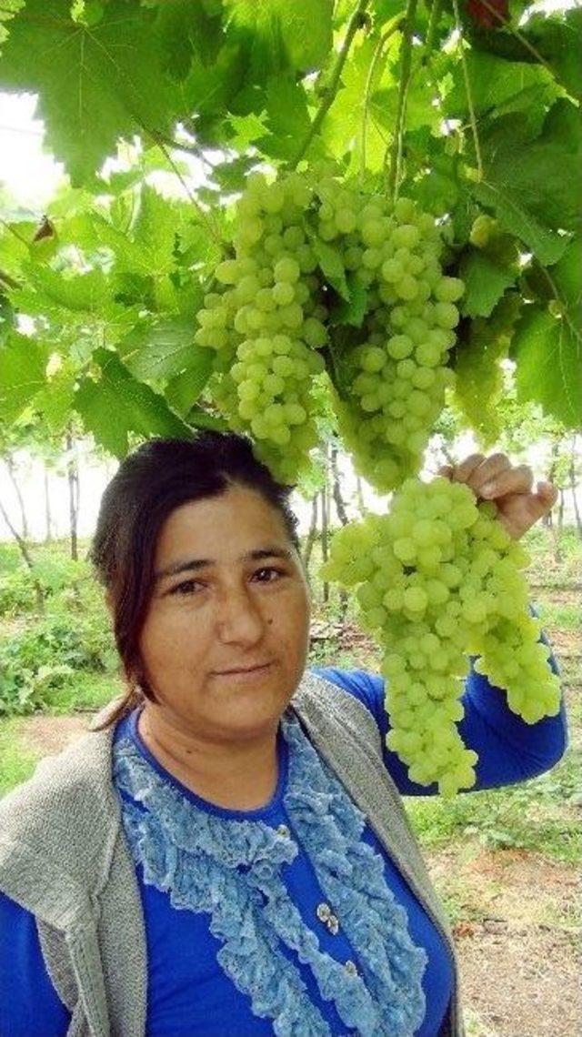 (&ouml;zel Haber) T&uuml;rkiye&rsquo;nin İlk &Uuml;z&uuml;m Hasadı Silifke&rsquo;de Başladı 1