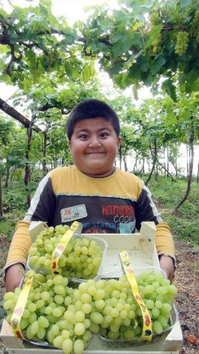 (&ouml;zel Haber) T&uuml;rkiye&rsquo;nin İlk &Uuml;z&uuml;m Hasadı Silifke&rsquo;de Başladı 2