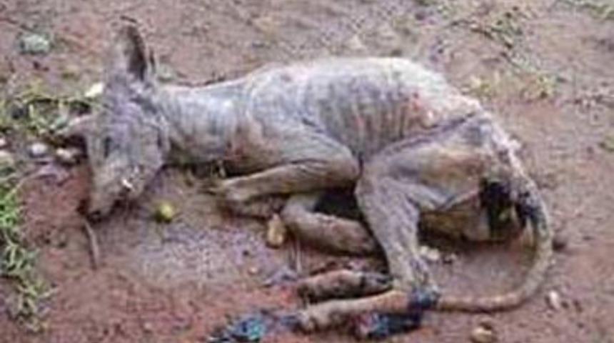 Vampir yaratık Chupacabra