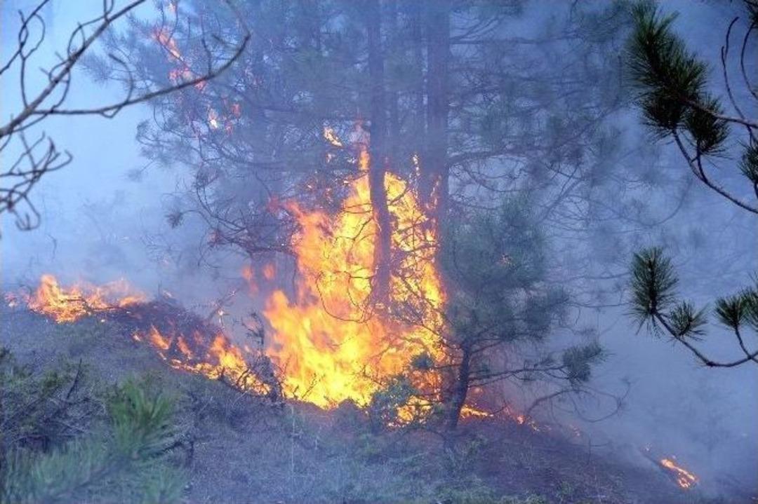Kastamonu&rsquo;da 5 Hektarlık Ormanlık Alan Yandı