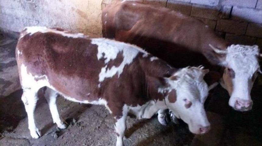 Iğdır&rsquo;da B&uuml;y&uuml;kbaş Hayvan Hırsızlığı