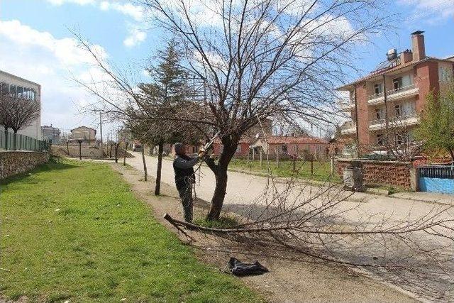 Hisarcık Belediyesi’nden Ağaç Budama Çalışmaları