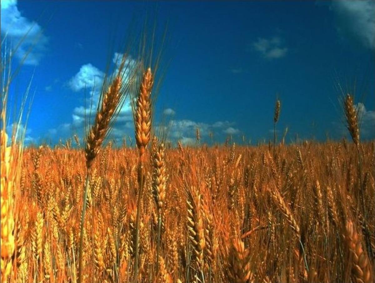 &Ccedil;ukurova&rsquo;da Hasat Heyecanı
