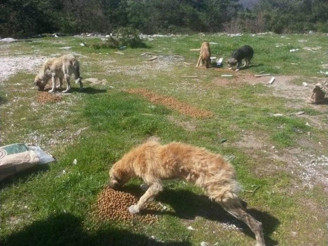 A&ccedil; Kalan K&ouml;peklere G&ouml;n&uuml;ll&uuml;lerden Yiyecek Desteği