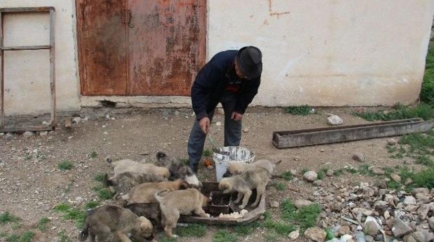 K&ouml;pek Sayısı Artınca Zor Durumda Kaldı