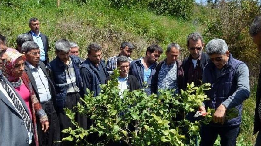Erdemlili &Ccedil;ift&ccedil;iye Narenciye Bah&ccedil;esinde Eğitim