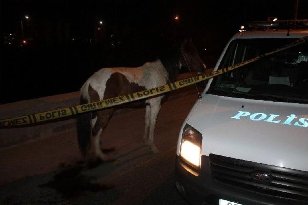 Başkent&rsquo;te Yaralı At Saatlerce Tedavi Bekledi