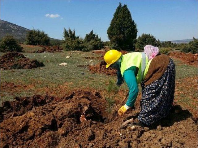 Annesi İ&ccedil;in Hatıra Ormanı Oluşturdu 1