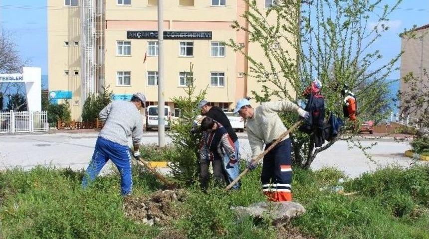 Ak&ccedil;akoca Yeşillendiriliyor