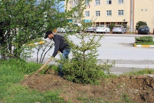 Akçakoca Yeşillendiriliyor