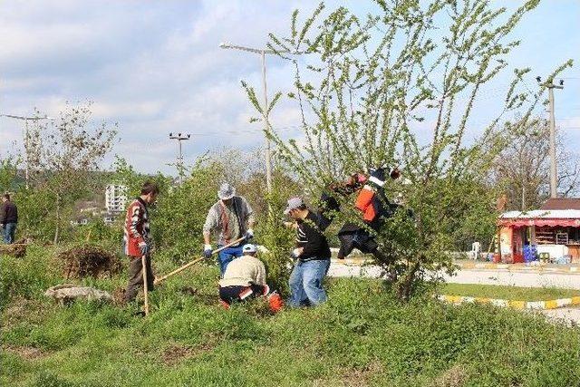 Akçakoca Yeşillendiriliyor