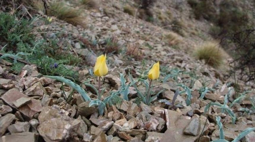 Oltu&rsquo;da Laleler A&ccedil;tı