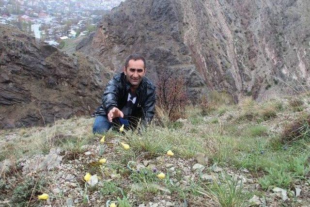 Oltu’da Laleler Açtı