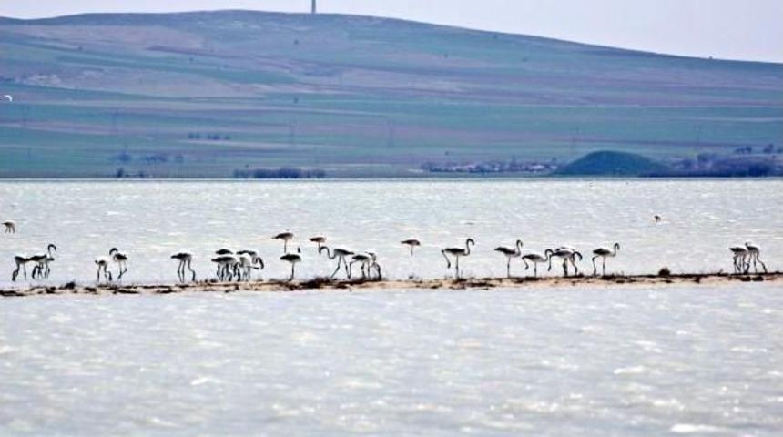 Seyfe G&ouml;l&uuml;&rsquo;Nde Flamingo Yavruları Heyecanı