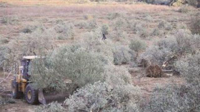 Company Determines New Area ‘Without Olive Trees’ For Power Plant Construction In Yırca