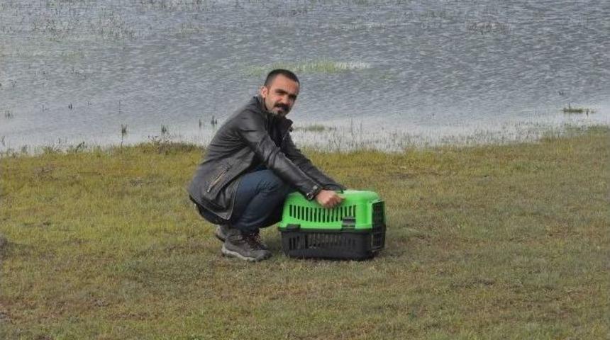 Bitkin Halde Bulunan Balık&ccedil;ıl Kuşu Tekrar Doğaya Bırakıldı