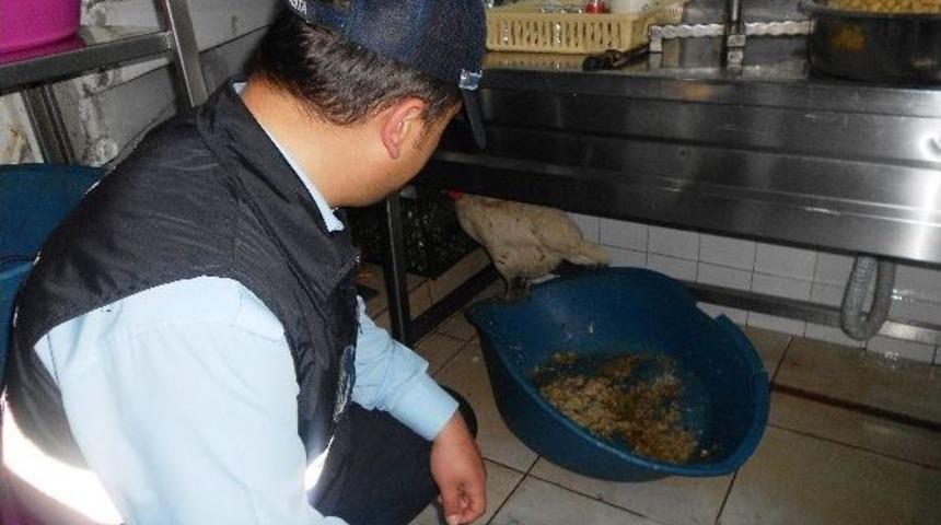 Zabıta Denetimde Canlı Tavukla Karşılaştı