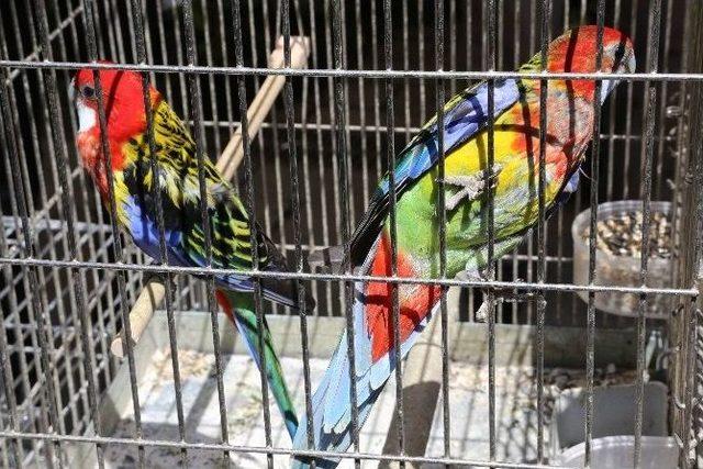 Papağan Kaçakçıları Yakayı Ele Verdi
