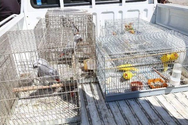 Papağan Ka&ccedil;ak&ccedil;ıları Yakayı Ele Verdi 3