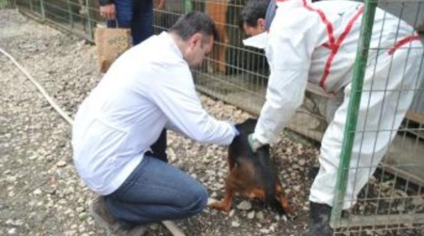 Av K&ouml;peklerine Aşı