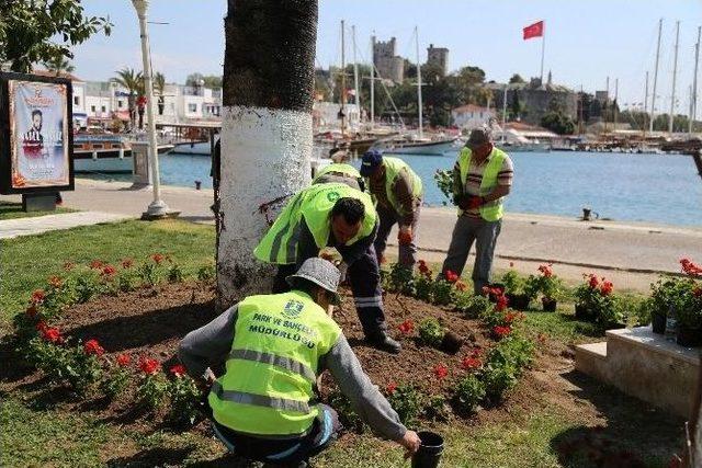 Bodrum Yarımadası Sardunyalarla Kaplanacak