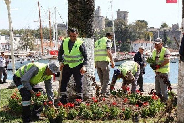 Bodrum Yarımadası Sardunyalarla Kaplanacak