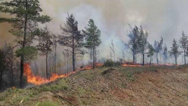 Dalaman da Orman Yangını 1