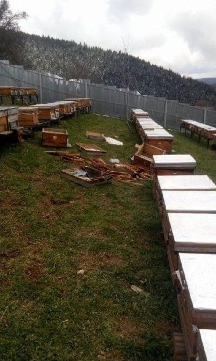 Ayılar Arı Kovanlarına Saldırdı G2