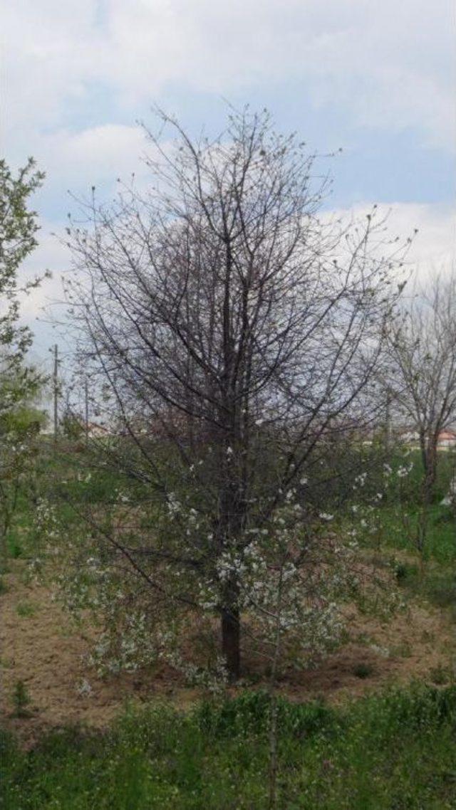 Konya’Da 'don' Meyve Ağaçlarını Vurdu