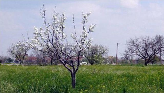 Konya’Da 'don' Meyve Ağaçlarını Vurdu