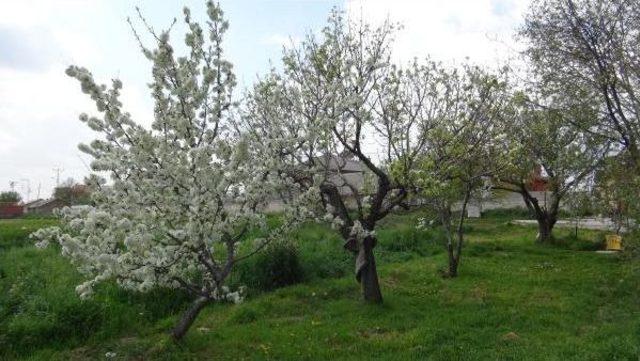 Konya’Da 'don' Meyve Ağaçlarını Vurdu