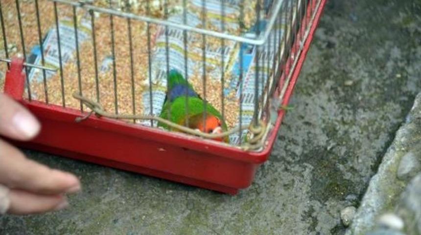 Yangında Ilk &Ouml;nce 'mıstık' Kurtarıldı