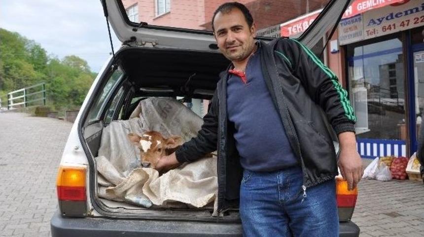 Hasta Buzağıya Özel Araba