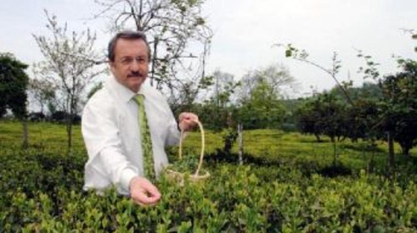 &Ccedil;aykur, Ka&ccedil;ak &Ccedil;aya Karşı Savaş A&ccedil;tı