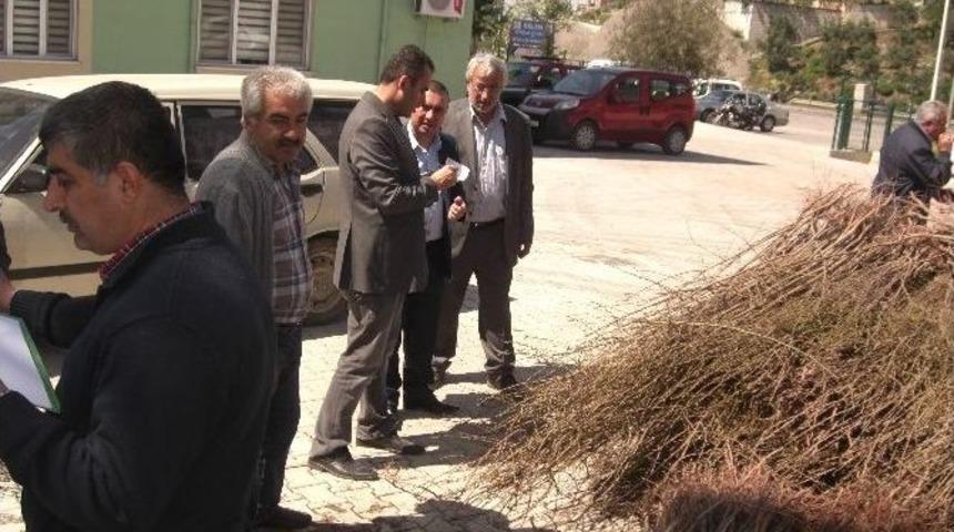 Belen&rsquo;de Orman K&ouml;yl&uuml;s&uuml;ne 15 Bin Mahlep Fidanı Dağıtıldı