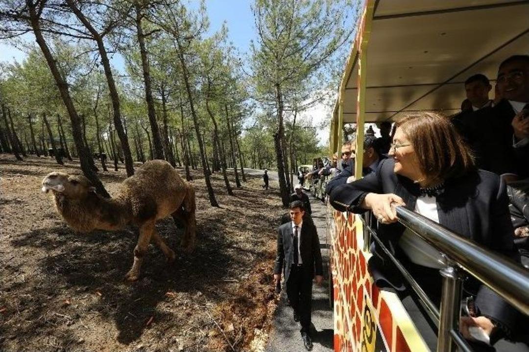 T&uuml;rkiye&rsquo;nin İlk Safari Parkı A&ccedil;ıldı